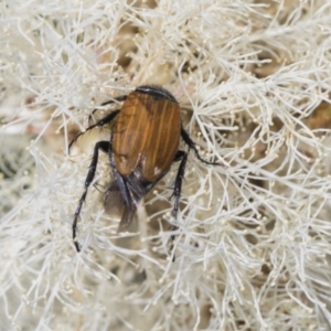 Phyllotocus rufipennis at Strathnairn, ACT - 22 Nov 2023 09:37 AM