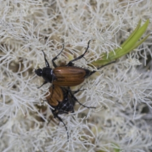 Phyllotocus rufipennis at Strathnairn, ACT - 22 Nov 2023 09:37 AM
