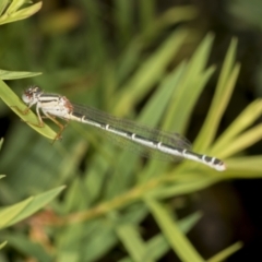 Austroagrion watsoni (Eastern Billabongfly) at Strathnairn, ACT - 21 Nov 2023 by AlisonMilton