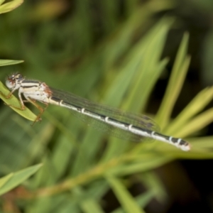 Austroagrion watsoni at Strathnairn, ACT - 22 Nov 2023 10:52 AM