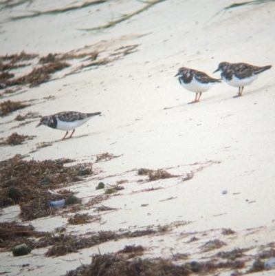 Arenaria interpres (Ruddy Turnstone) at Lord Howe Island Permanent Park - 19 Oct 2023 by Darcy