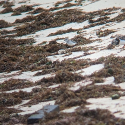 Calidris ruficollis (Red-necked Stint) at Lord Howe Island Permanent Park - 19 Oct 2023 by Darcy
