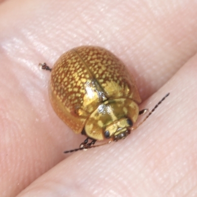 Paropsisterna cloelia (Eucalyptus variegated beetle) at Strathnairn, ACT - 21 Nov 2023 by AlisonMilton