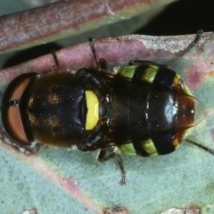 Odontomyia hunteri at Mount Ainslie - 30 Dec 2022