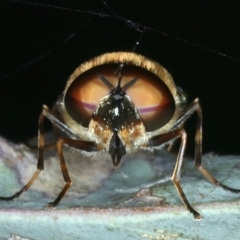 Odontomyia hunteri at Mount Ainslie - 30 Dec 2022