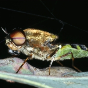 Odontomyia hunteri at Mount Ainslie - 30 Dec 2022