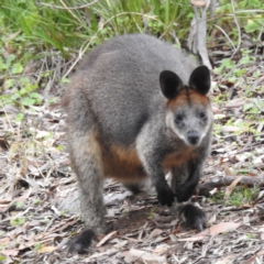 Wallabia bicolor at ANBG - 22 Nov 2023