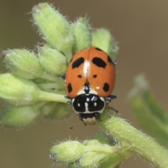 Hippodamia variegata (Spotted Amber Ladybird) at Strathnairn, ACT - 21 Nov 2023 by AlisonMilton