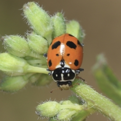 Hippodamia variegata (Spotted Amber Ladybird) at Strathnairn, ACT - 21 Nov 2023 by AlisonMilton