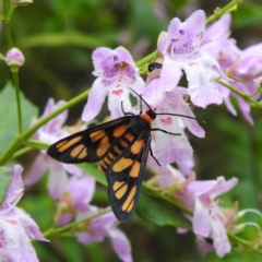 Amata (genus) (Handmaiden Moth) at ANBG - 22 Nov 2023 by HelenCross