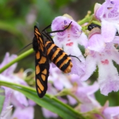 Amata (genus) at ANBG - 22 Nov 2023