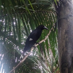 Strepera graculina crissalis (Lord Howe Pied Currawong) at Lord Howe Island Permanent Park - 19 Oct 2023 by Darcy