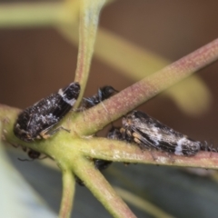 Eurypella tasmaniensis (Eurypella tasmaniensis) at Strathnairn, ACT - 21 Nov 2023 by AlisonMilton