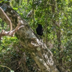 Strepera graculina crissalis (Lord Howe Pied Currawong) at Lord Howe Island Permanent Park - 19 Oct 2023 by Darcy