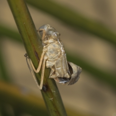 Anisoptera (suborder) (Unidentified dragonfly) at Strathnairn, ACT - 22 Nov 2023 by AlisonMilton