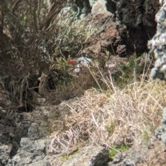 Phaethon rubricauda (Red-tailed Tropicbird) at Lord Howe Island - 19 Oct 2023 by Darcy