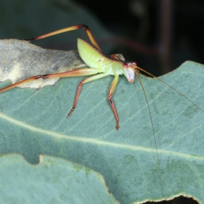 Torbia viridissima (Gum Leaf Katydid) at Mount Ainslie - 30 Dec 2022 by jb2602