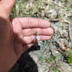 Stylidium graminifolium (grass triggerplant) at Wee Jasper, NSW - 17 Nov 2023 by Wildlifewarrior80