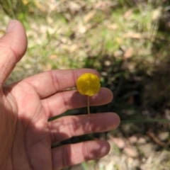 Craspedia variabilis (Common Billy Buttons) at Micalong Gorge - 17 Nov 2023 by Wildlifewarrior80