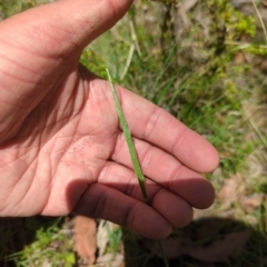 Deyeuxia quadriseta (Reed Bent) at Wee Jasper, NSW - 17 Nov 2023 by brettguy80
