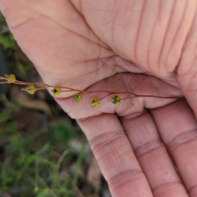 Drosera auriculata (Tall Sundew) at Wee Jasper, NSW - 17 Nov 2023 by Wildlifewarrior80