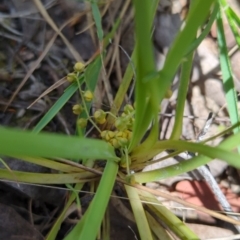 Lomandra filiformis subsp. coriacea (Wattle Matrush) at Wee Jasper, NSW - 17 Nov 2023 by brettguy80