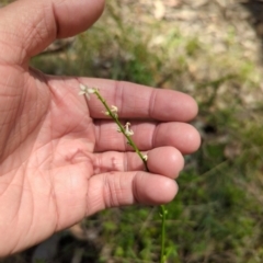 Stackhousia monogyna at Wee Jasper, NSW - 17 Nov 2023