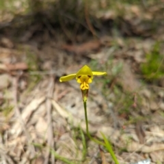 Diuris sulphurea (Tiger Orchid) at Wee Jasper, NSW - 17 Nov 2023 by Wildlifewarrior80