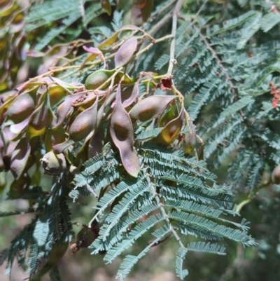 Acacia dealbata (Silver Wattle) at Wee Jasper, NSW - 17 Nov 2023 by brettguy80