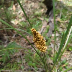 Lomandra longifolia (Spiny-headed Mat-rush, Honey Reed) at Wee Jasper, NSW - 17 Nov 2023 by brettguy80
