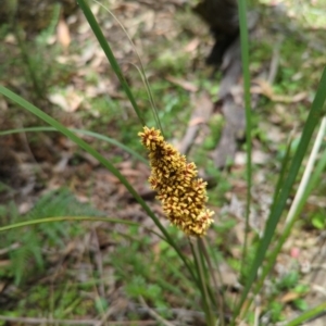 Lomandra longifolia at Wee Jasper, NSW - 17 Nov 2023 11:36 AM