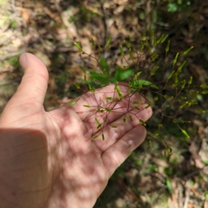 Senecio linearifolius var. latifolius at Wee Jasper, NSW - 17 Nov 2023