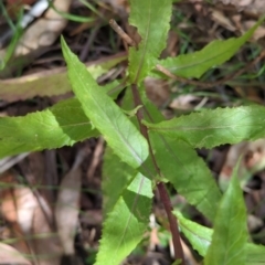 Senecio linearifolius var. latifolius at Wee Jasper, NSW - 17 Nov 2023