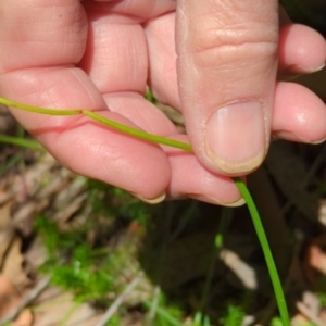 Microtis sp. at Wee Jasper, NSW - 17 Nov 2023