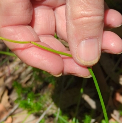 Microtis sp. (Onion Orchid) at Wee Jasper, NSW - 17 Nov 2023 by Wildlifewarrior80