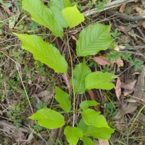 Ulmus procera at Wee Jasper, NSW - 17 Nov 2023 11:17 AM