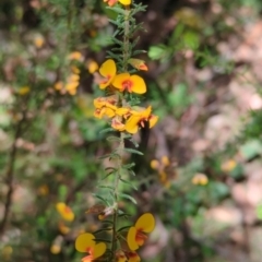 Dillwynia phylicoides (A Parrot-pea) at Wee Jasper, NSW - 17 Nov 2023 by Wildlifewarrior80