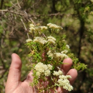 Cassinia aculeata at Wee Jasper, NSW - 17 Nov 2023 11:13 AM