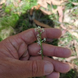 Stackhousia monogyna at Wee Jasper, NSW - 17 Nov 2023