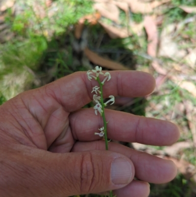 Stackhousia monogyna (Creamy Candles) at Wee Jasper, NSW - 17 Nov 2023 by Wildlifewarrior80