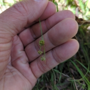 Luzula flaccida at Wee Jasper, NSW - 17 Nov 2023