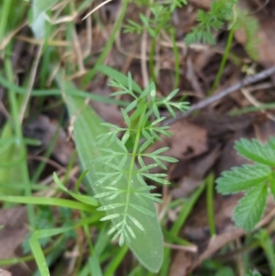 Oreomyrrhis eriopoda (Australian Carraway) at Bondo State Forest - 17 Nov 2023 by brettguy80