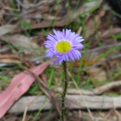 Brachyscome spathulata (Coarse Daisy, Spoon-leaved Daisy) at Micalong Gorge - 17 Nov 2023 by Wildlifewarrior80