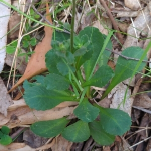 Brachyscome spathulata at Wee Jasper, NSW - 17 Nov 2023