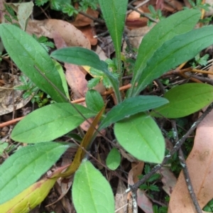 Cynoglossum australe at Wee Jasper, NSW - 17 Nov 2023