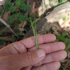 Microlaena stipoides (Weeping Grass) at Wee Jasper, NSW - 16 Nov 2023 by brettguy80