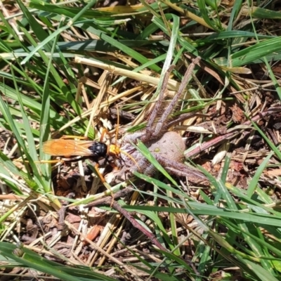 Isopeda canberrana (Canberra Huntsman Spider) at Lake Ginninderra - 22 Nov 2023 by Nepenthe