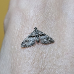 Phrissogonus laticostata (Apple looper moth) at QPRC LGA - 22 Nov 2023 by Csteele4