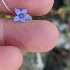 Wahlenbergia insulae-howei at Lord Howe Island Permanent Park - 19 Oct 2023 by Darcy