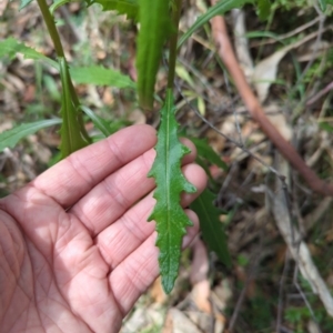 Senecio hispidulus at Wee Jasper, NSW - 17 Nov 2023